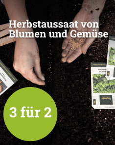 Herbstaussaat von Blumen und Gemüse - 3 für 2