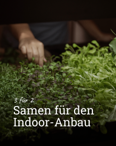 3 für 2 - samen für den Indoor-Anbau