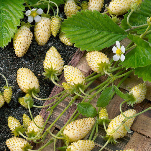 Erdbeeren und Walderdbeeren