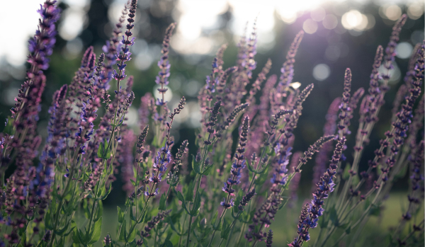 Stauden, die bereits in diesem Sommer blühen – aktuell 3 für 2